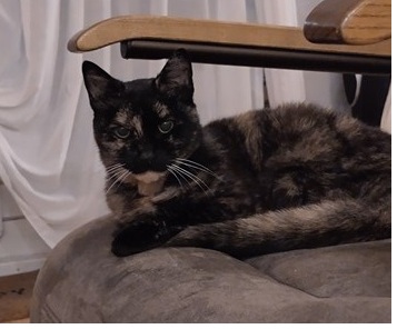 Lola2157930b