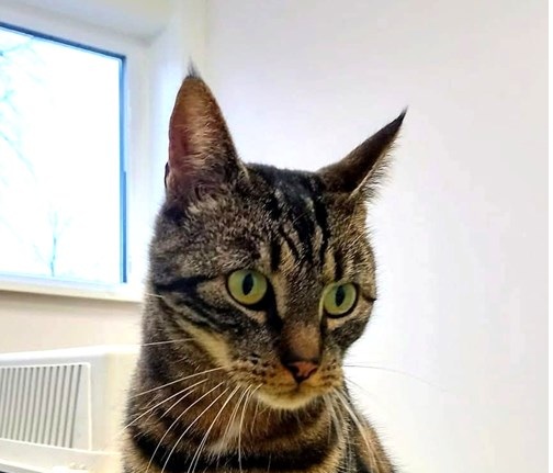 Simba2056453c