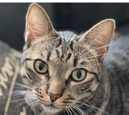 Loki2