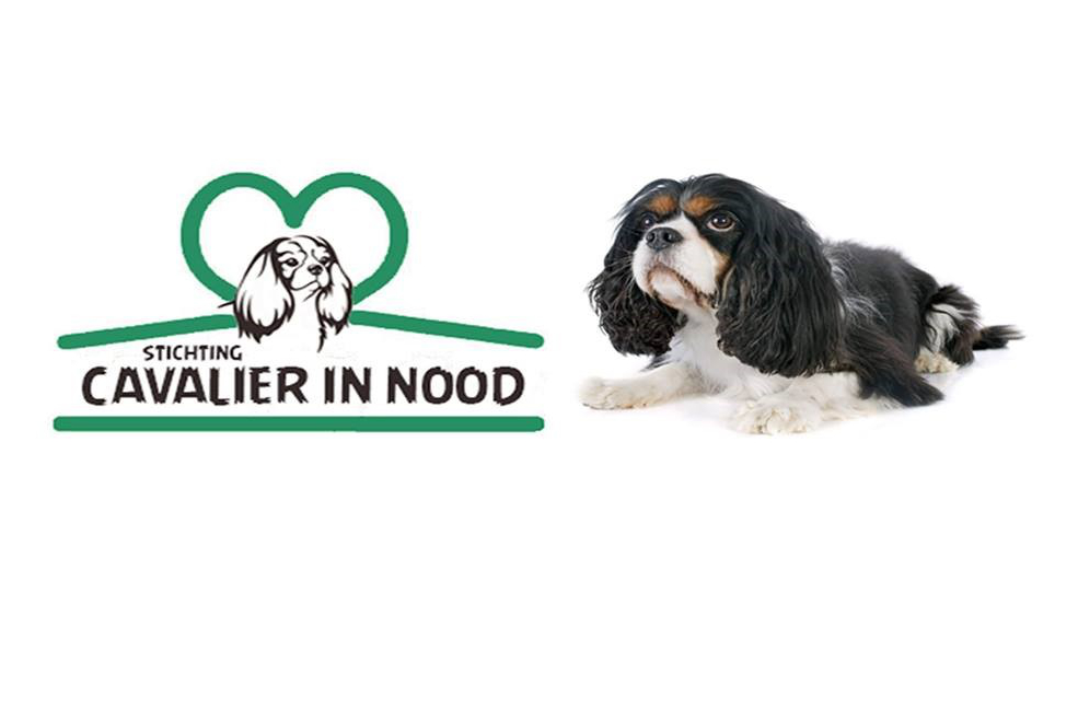 Cavalier