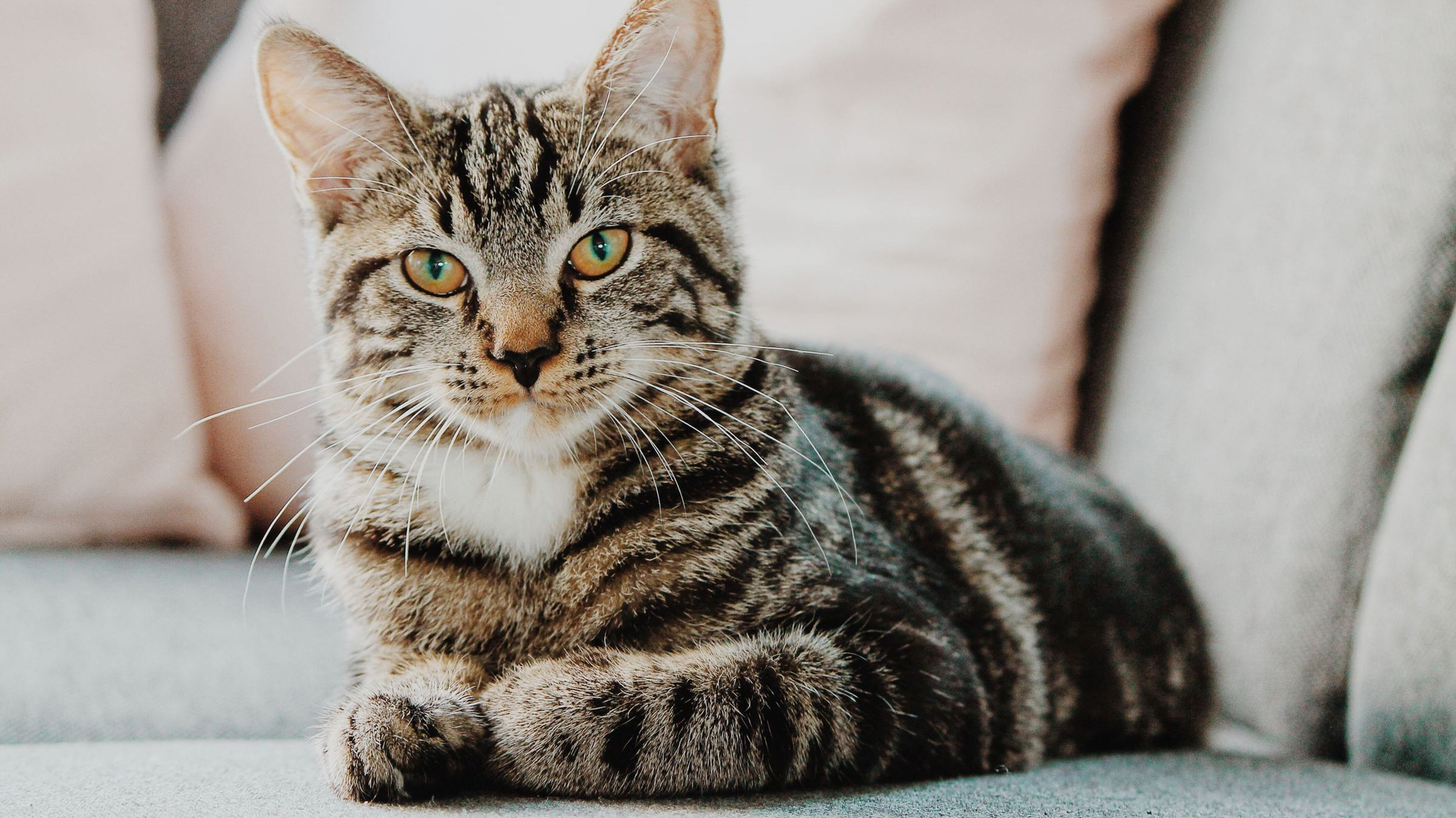 Kat Erik Jan Leusink Ibpxglgjimi Unsplash
