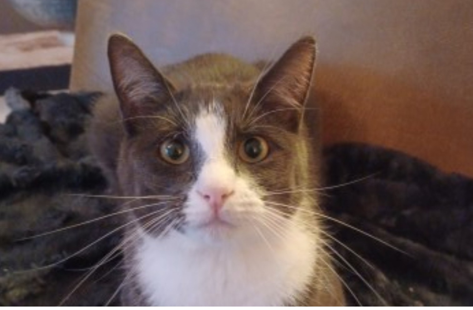 Cantona2150974a