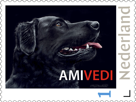 06_Labrador