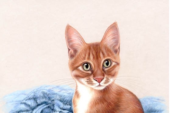 Henk (1)