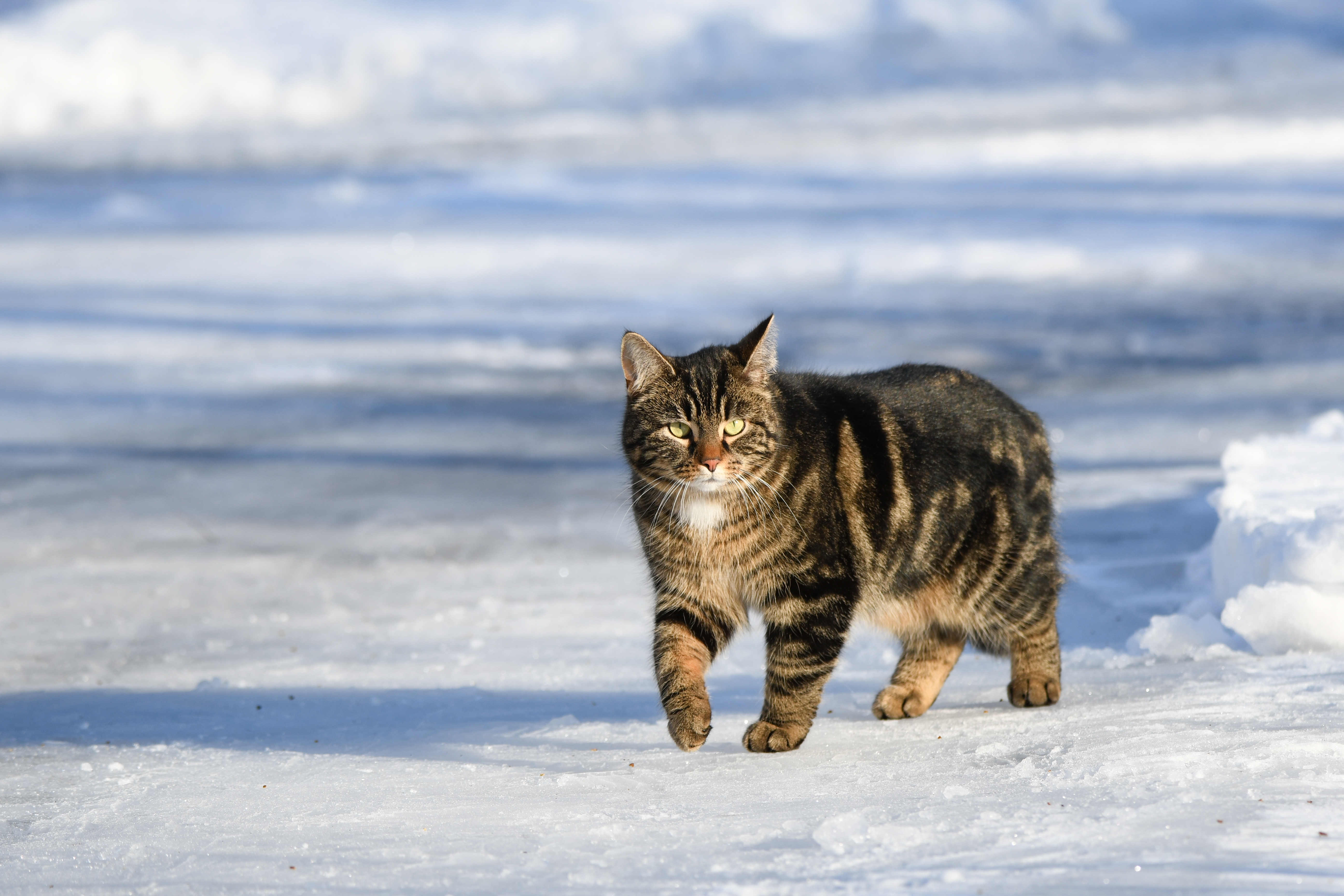 Katindesneeuw Shutterstock 2242393301