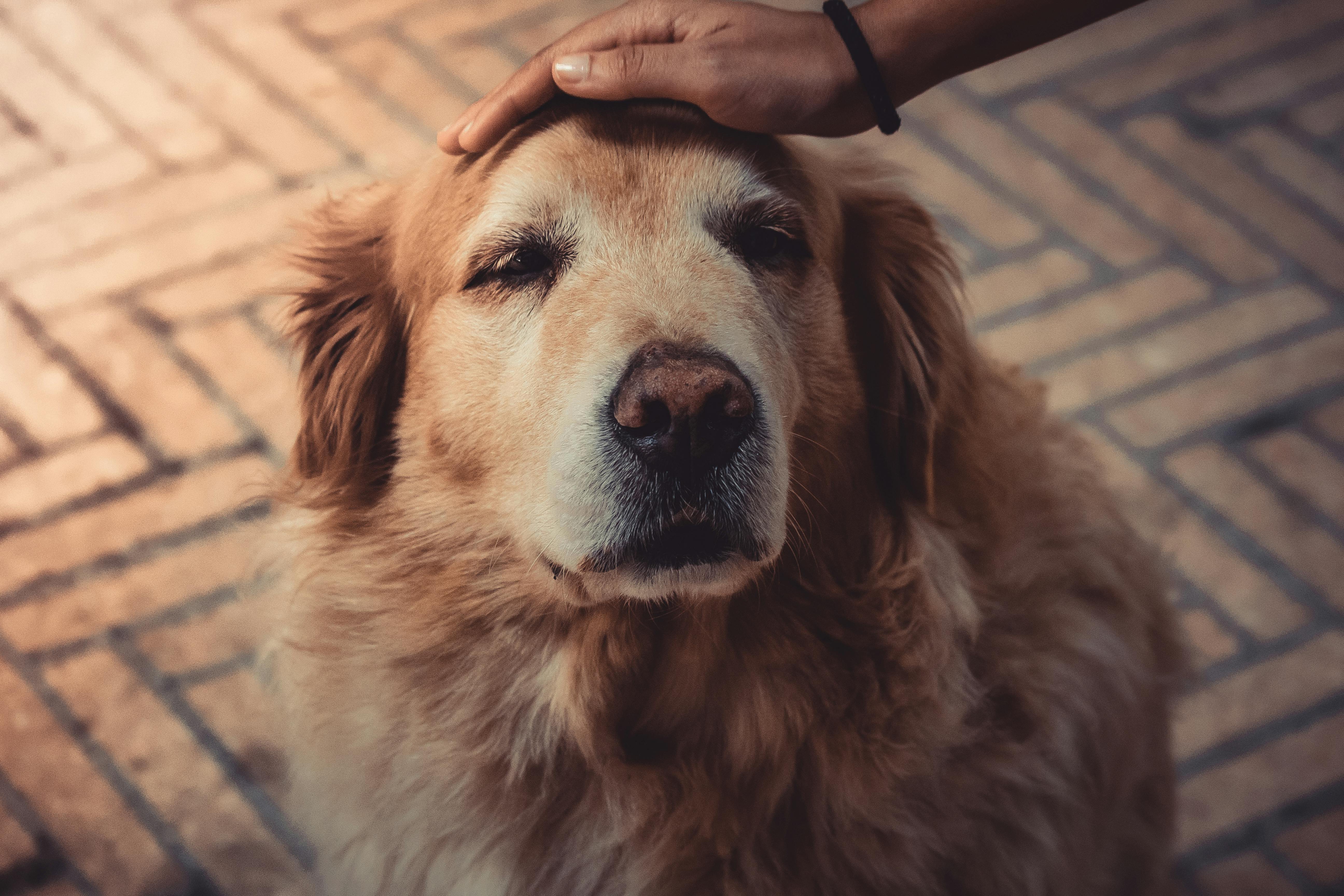 Pexels Jnegrets 2123773